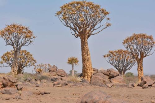 Quiver tree forest