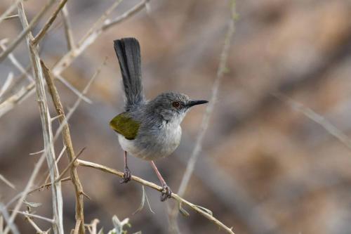 Camaroptère à dos gris