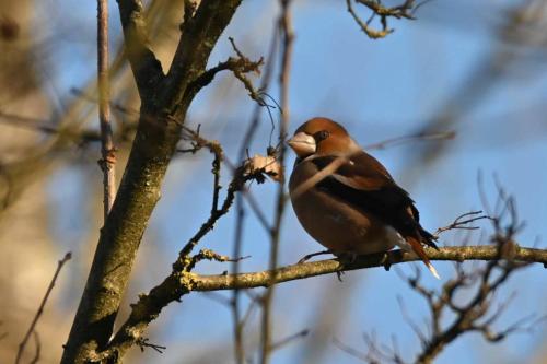 Grosbec casse-noyaux