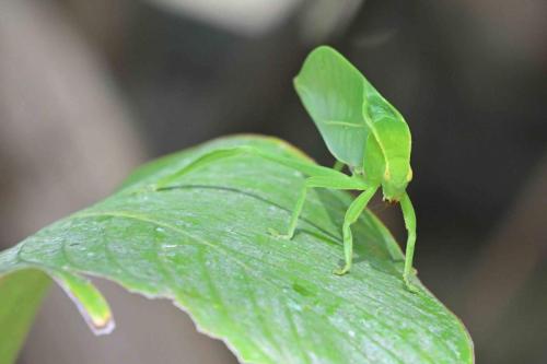 Sauterelle feuille (Microcentrum triangulatum)
