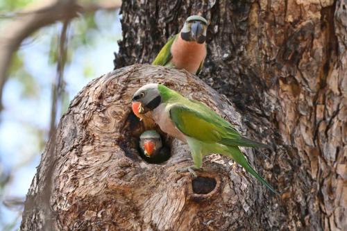 Perruches à moustaches
