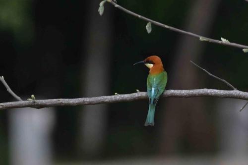 Guêpier de Leschenault