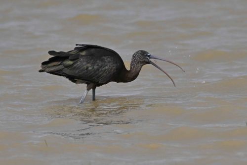 Ibis falcinelle