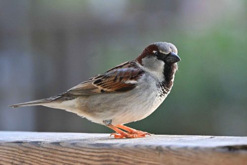Moineau domestique