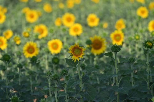 Tournesols