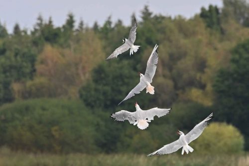 Sterne pierregarin et Mouettes rieuses
