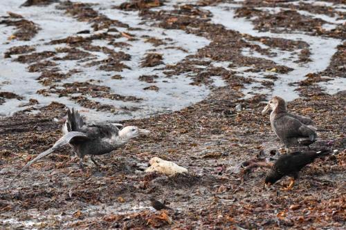 Pétrels géants et Caracara austral