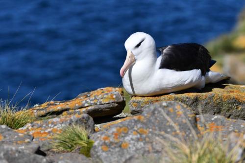 Albatros à sourcils noirs
