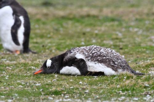 Manchots papous
