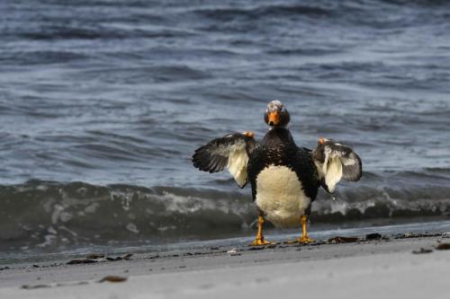Brassemer des Malouines