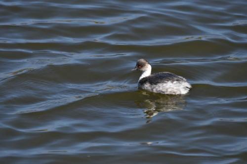 Grèbe aux belles joues