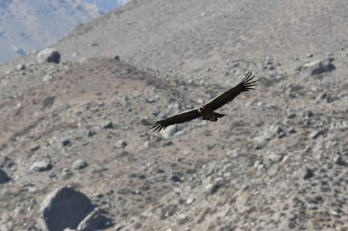 Condor des Andes (immature)