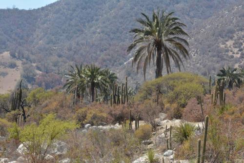 Palmiers du Chili (Jubaea chilensis)