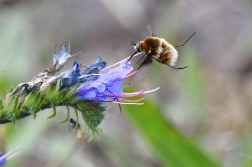 Grand Bombyle (Bombylius major)