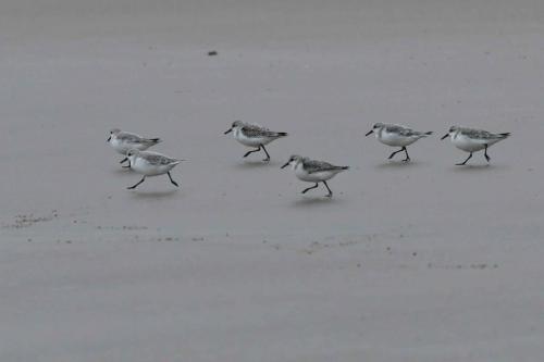 Bécasseaux Sanderlings, plage de Pontaillac