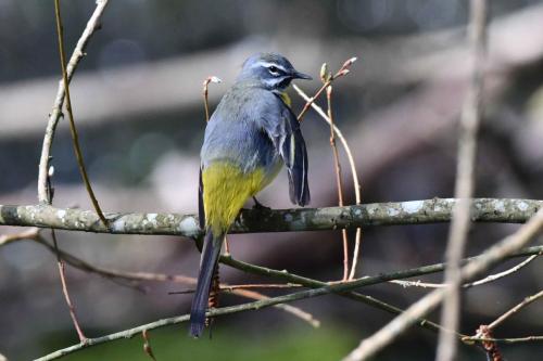 Bergeronnette des ruisseaux (mâle)