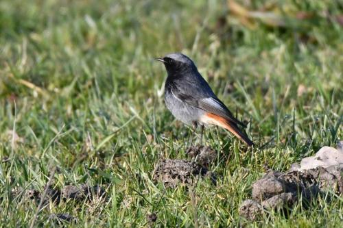 Rougequeue noir
