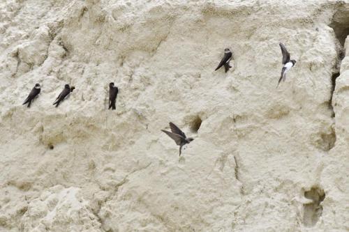 Hirondelles de rivage
