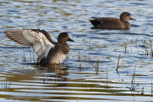 Canards chipeaux
