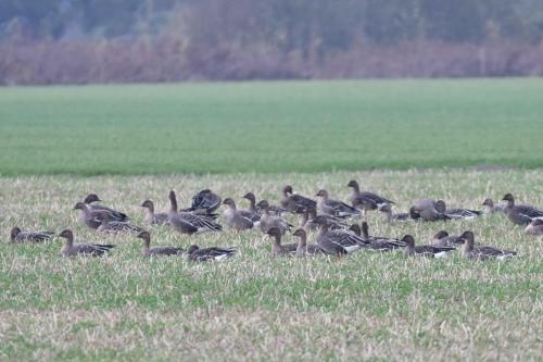 Oies des moissons