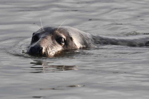 Phoque gris