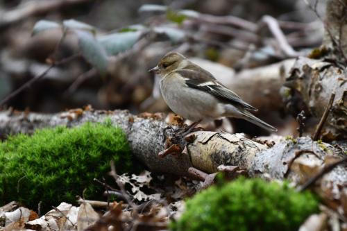 Pinson des arbres (femelle)