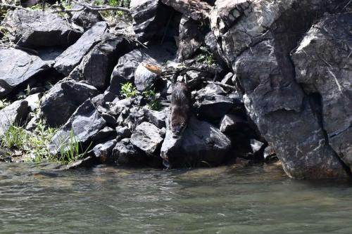 Loutre d'Europe sur le Rio Tajo à la Portilla del Tiètar