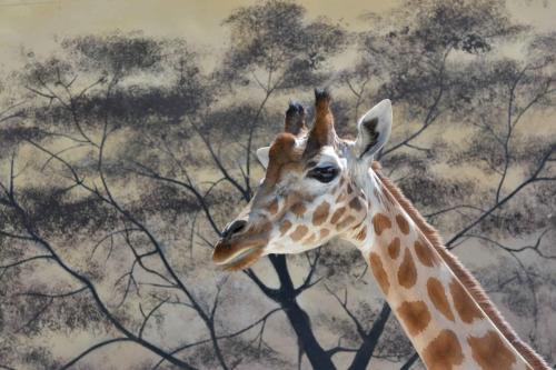 Girafe de l'Afrique de l'ouest