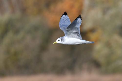 Mouette tridactyle (adulte)