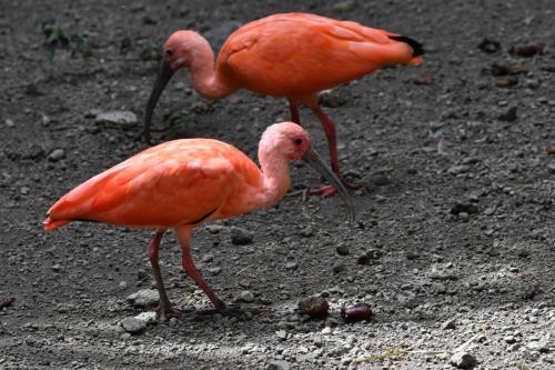 Ibis rouge