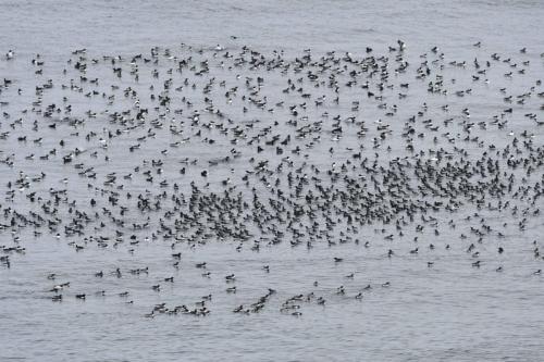 Guillemots de Troïl