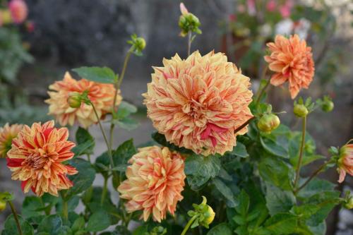 Dahlias