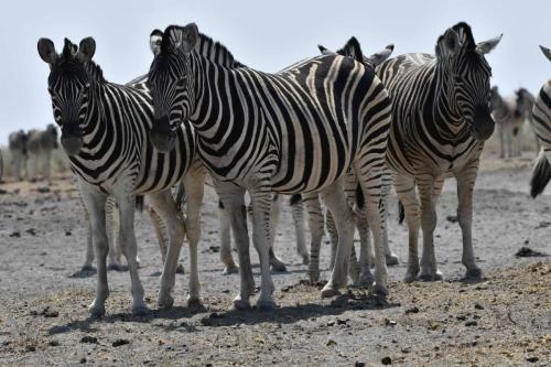 Zèbres de Burchell