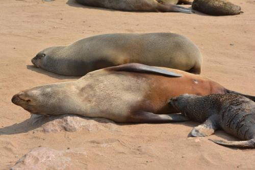 Otaries à fourrure d'Afrique du Sud