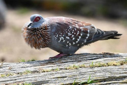 Pigeon roussard
