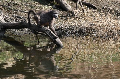 Babouin chacma