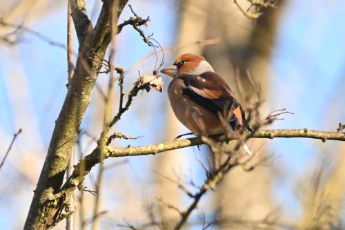 Grosbec casse-noyaux