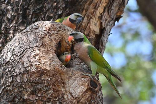 Perruches à moustaches