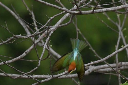 Guêpier de Leschenault
