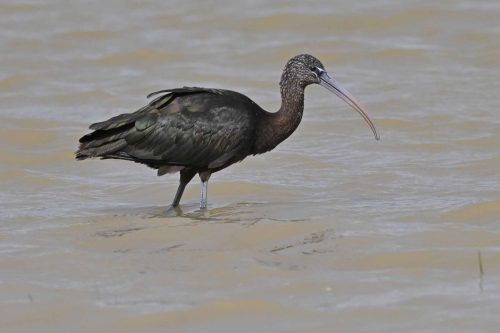 Ibis falcinelle