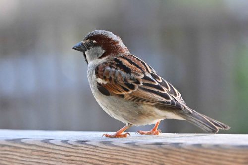 Moineau domestique