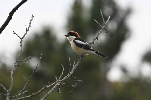 Pie-grièche à tête rousse
