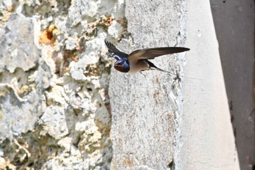 Hirondelle rustique