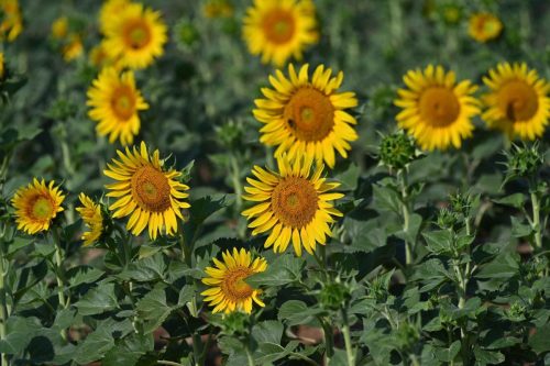 Tournesols