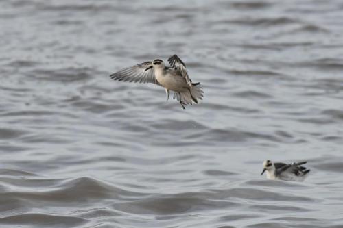 Phalaropes à bec large