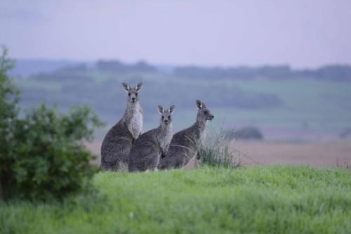 Kangourous dans le camping