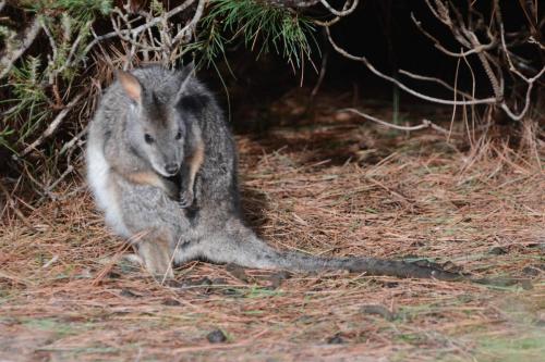 Wallaby de Tamar