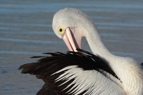 Pélican à lunettes