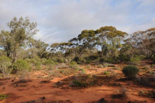 Ballade dans le Mallee