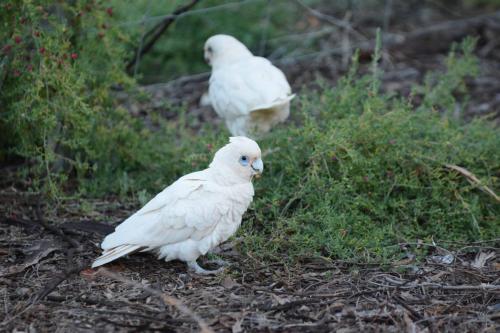 Cacatoès corella